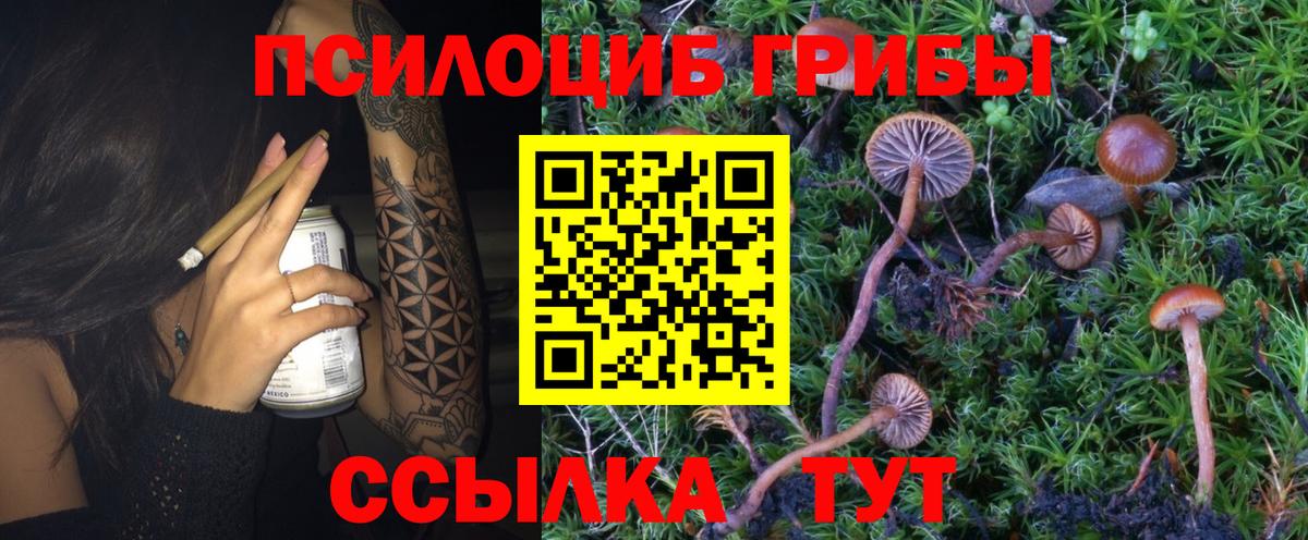 купить  сайты  Вход с VPN  Хабаровск  Галлюциногенные грибы Psilocybe 